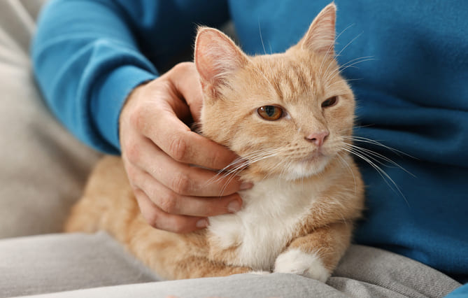 (94) Dans le Val-de-Marne, des tigistes s’occupent de chats errants en guise de travaux d’intérêt général